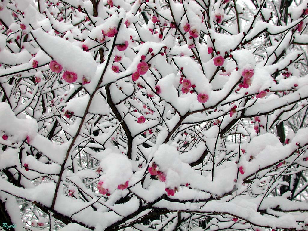 雪中的梅花